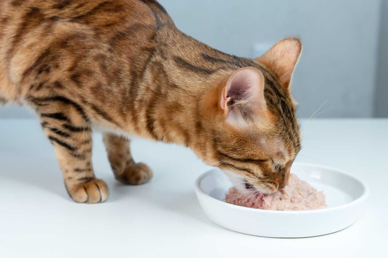 How To Grind Cat Food - Recipes.net