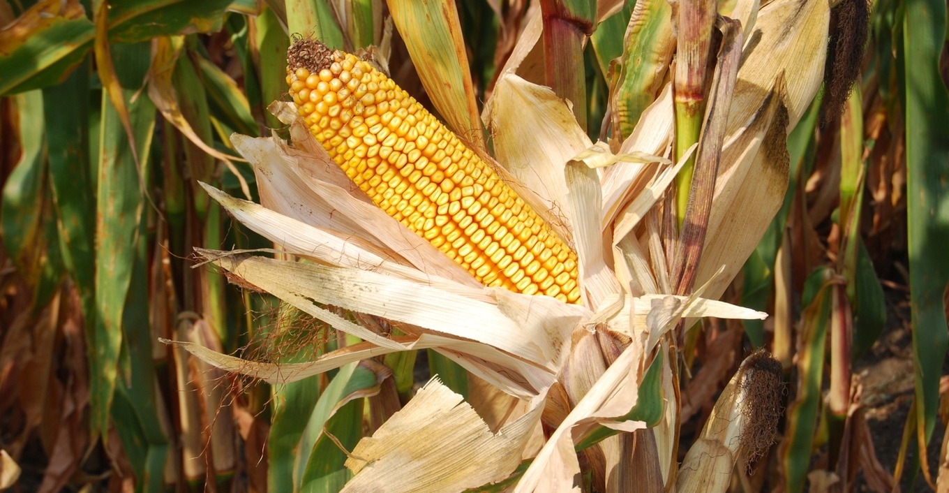 How To Grind Dry Corn