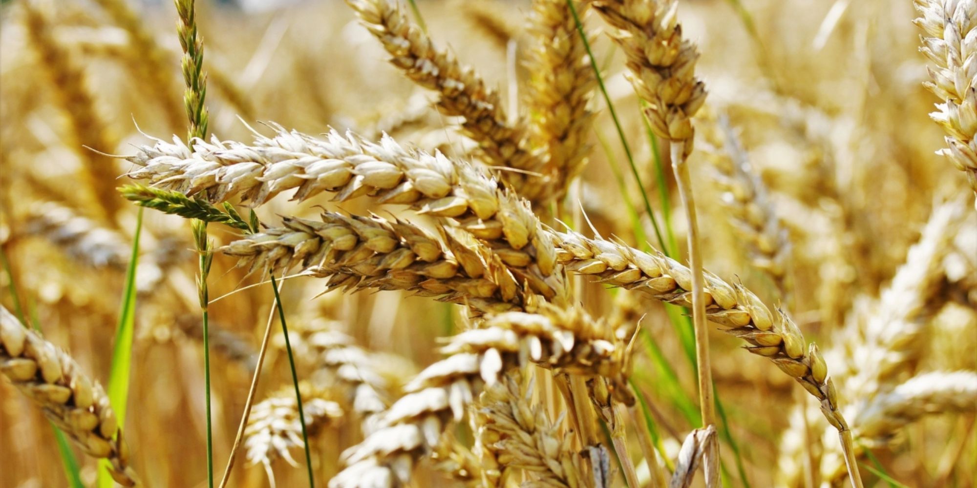 how-to-grind-einkorn-wheat