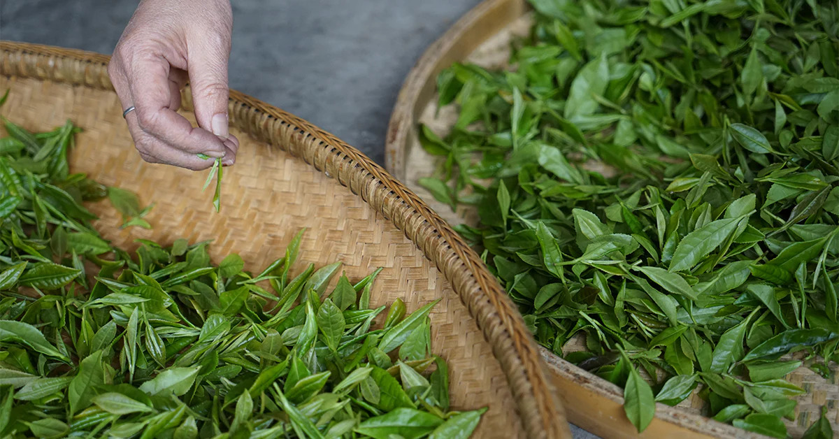 how-to-grind-tea-leaves