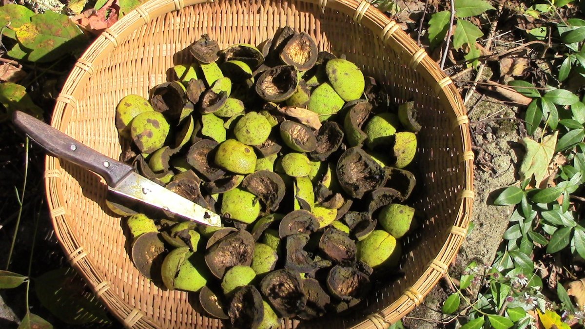 how-to-hull-black-walnuts