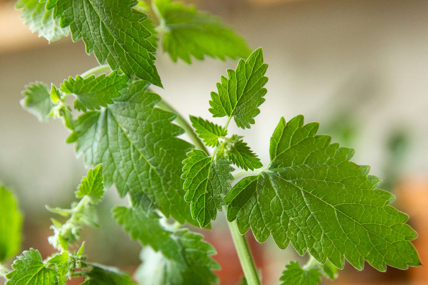 how-to-infuse-catnip-and-soybean-oil-by-cooking