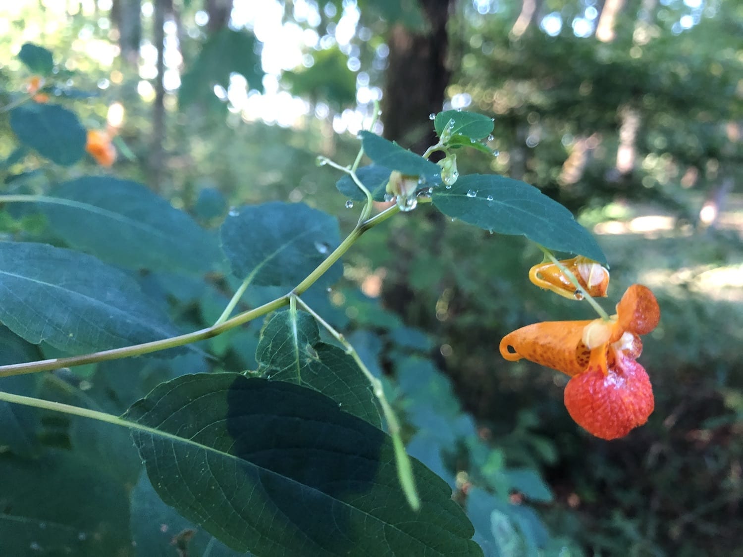 how-to-infuse-jewelweed