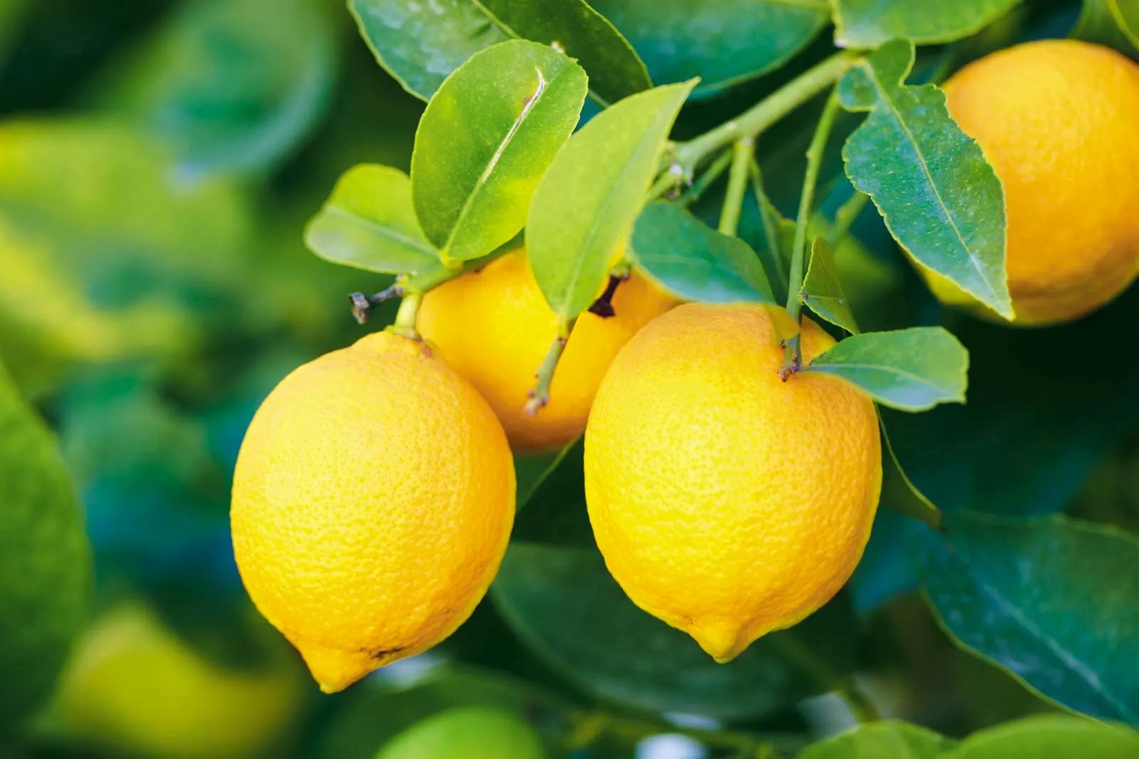 how-to-mince-lemon