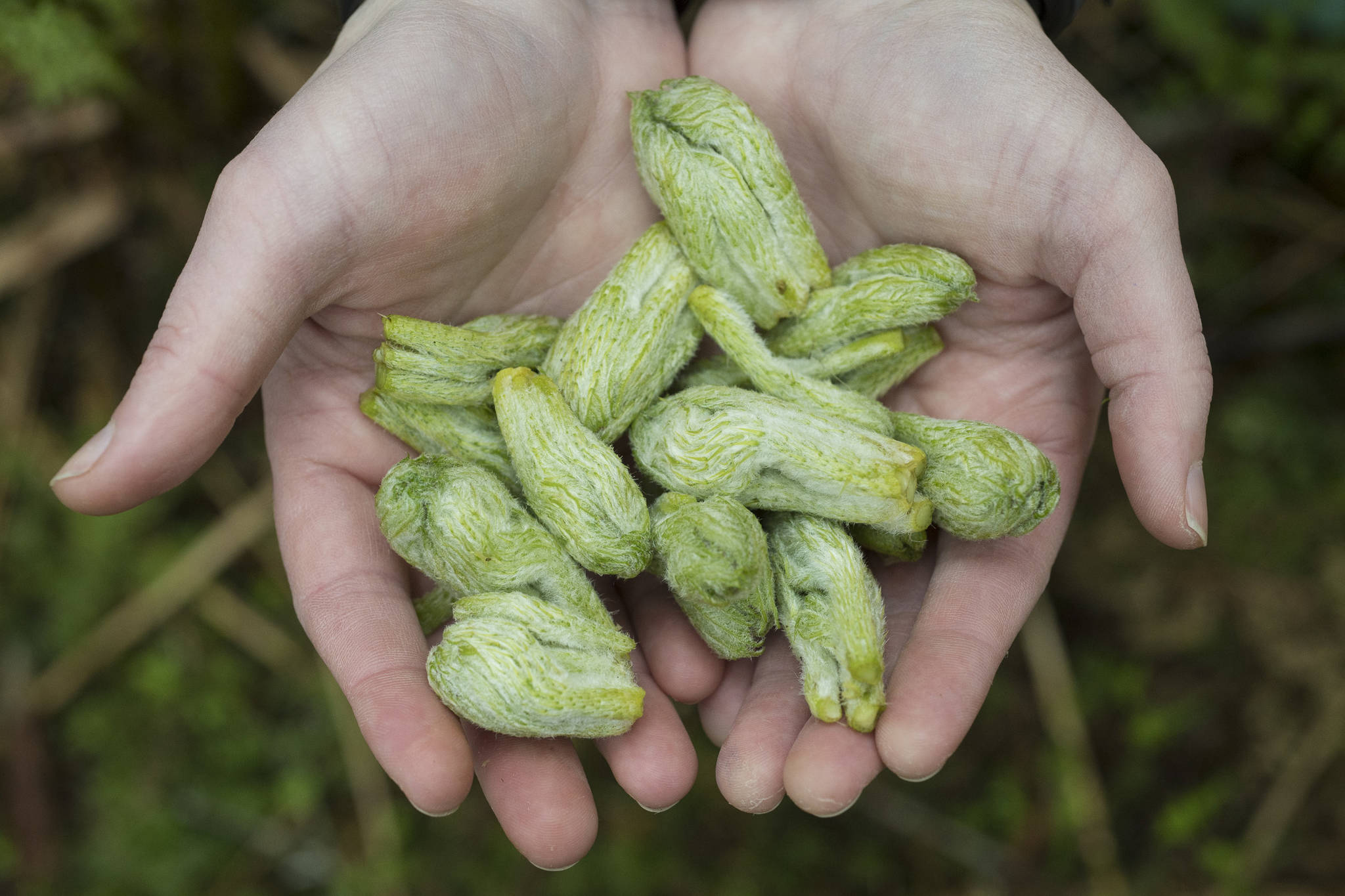 how-to-pickle-devils-club-and-fiddleheads