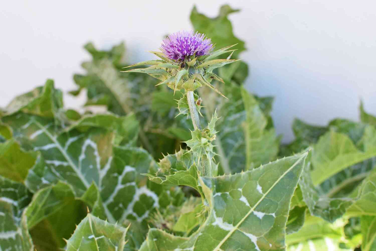 how-to-pickle-thistle