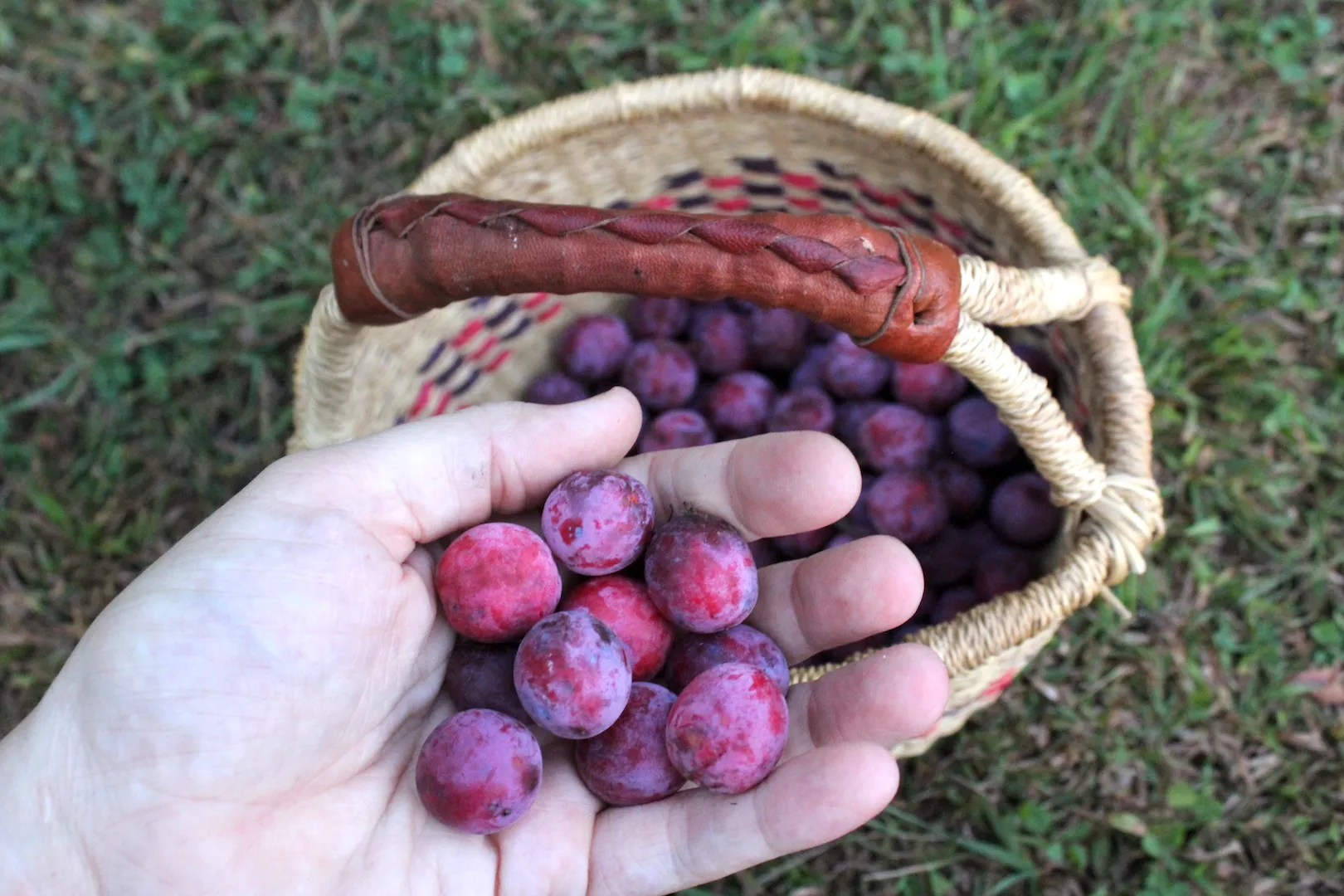 how-to-pit-plums