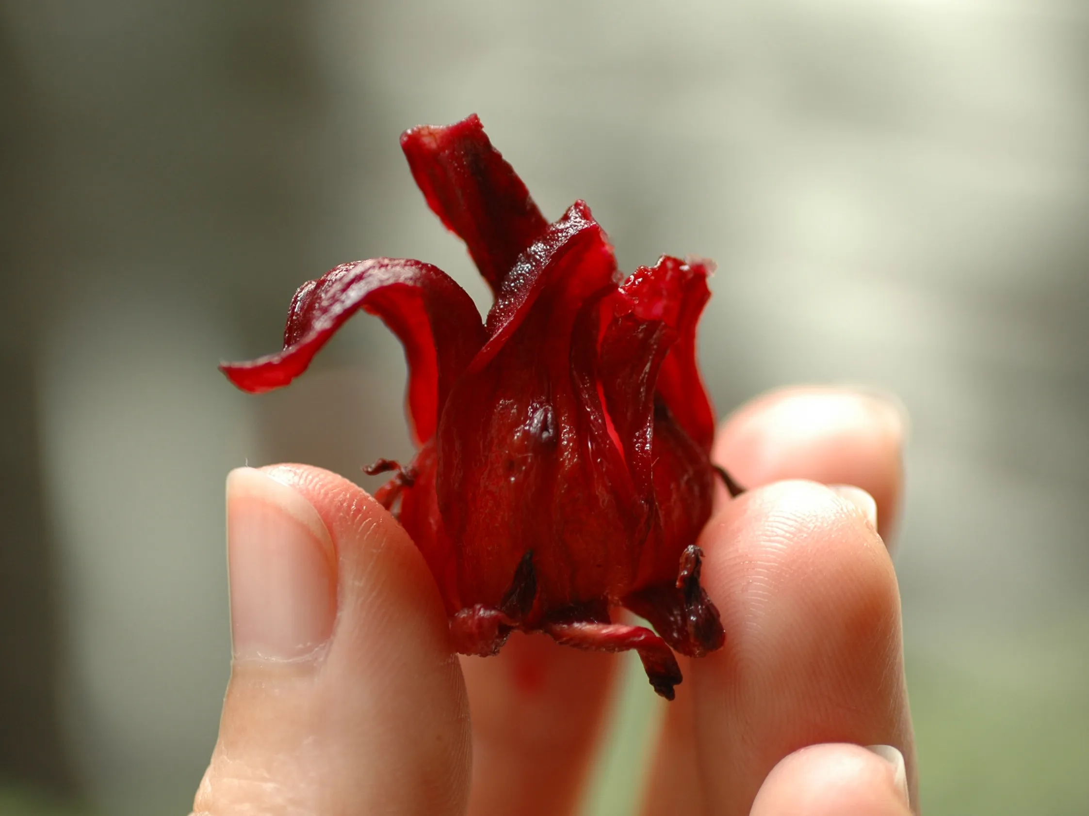 how-to-pit-roselle