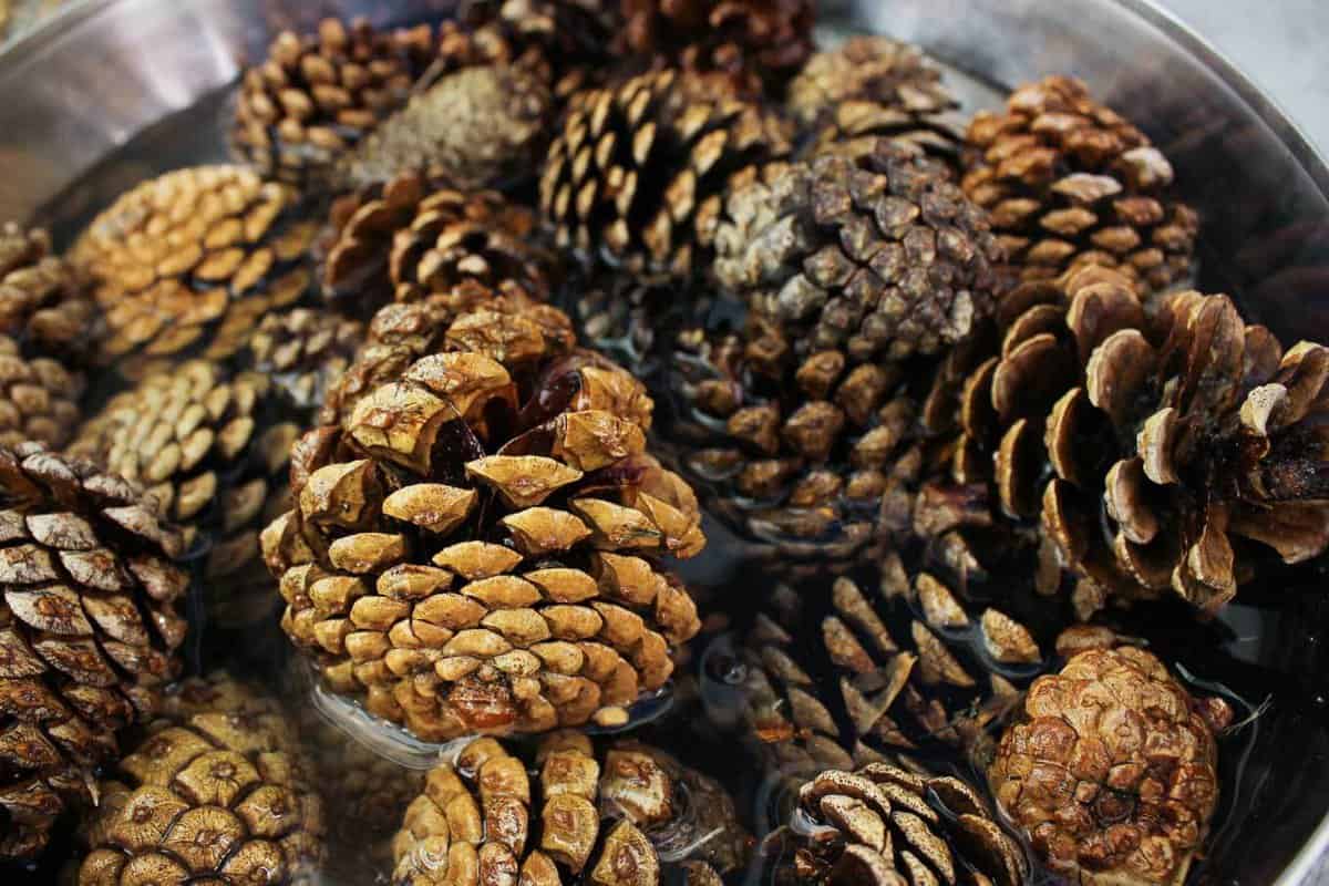 how-to-roast-pinecones