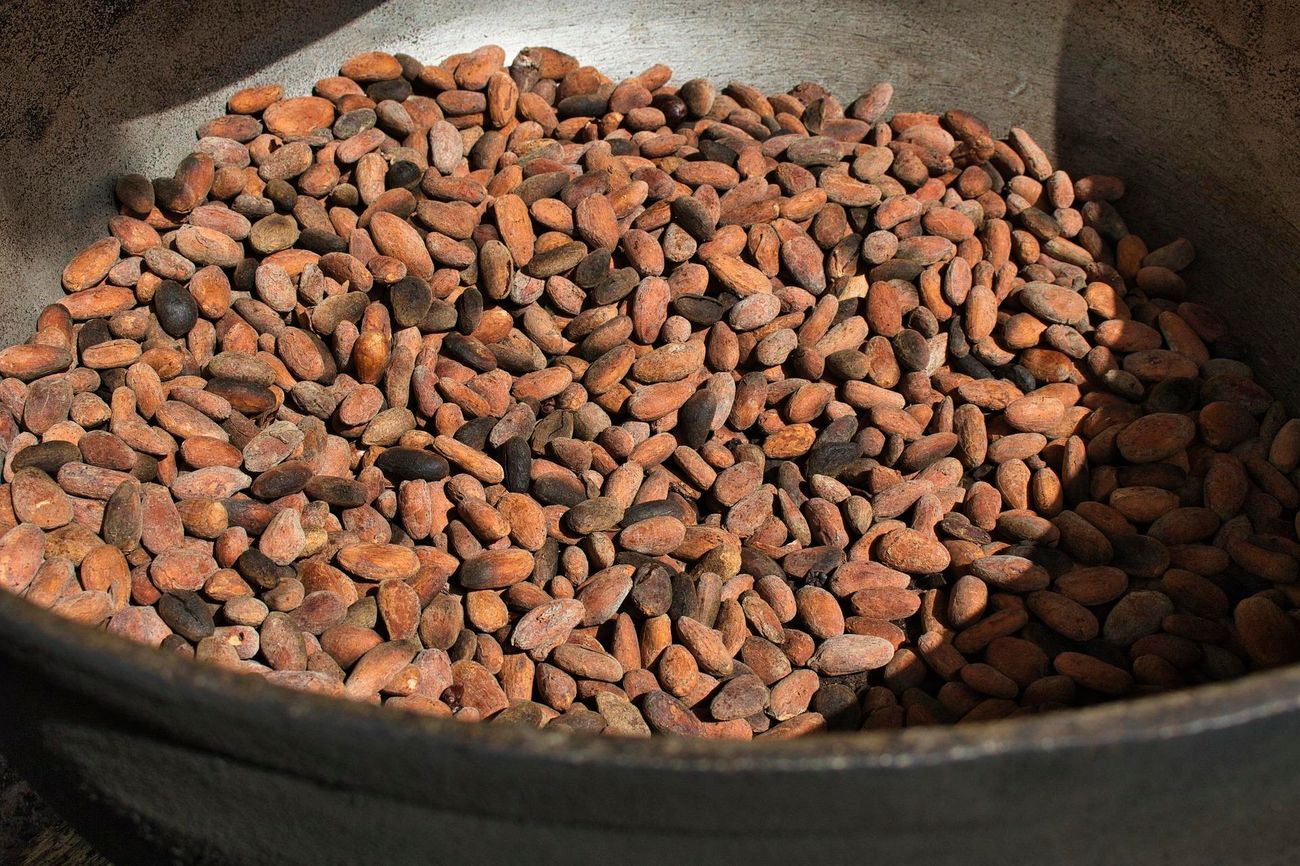 how-to-roast-raw-cacao-beans-oven