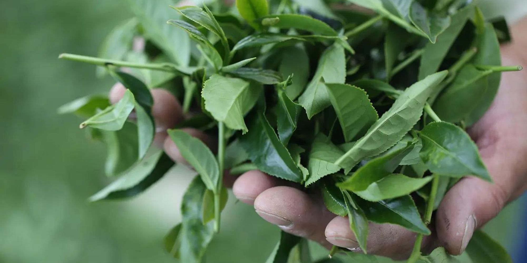 how-to-roast-tea-leaves