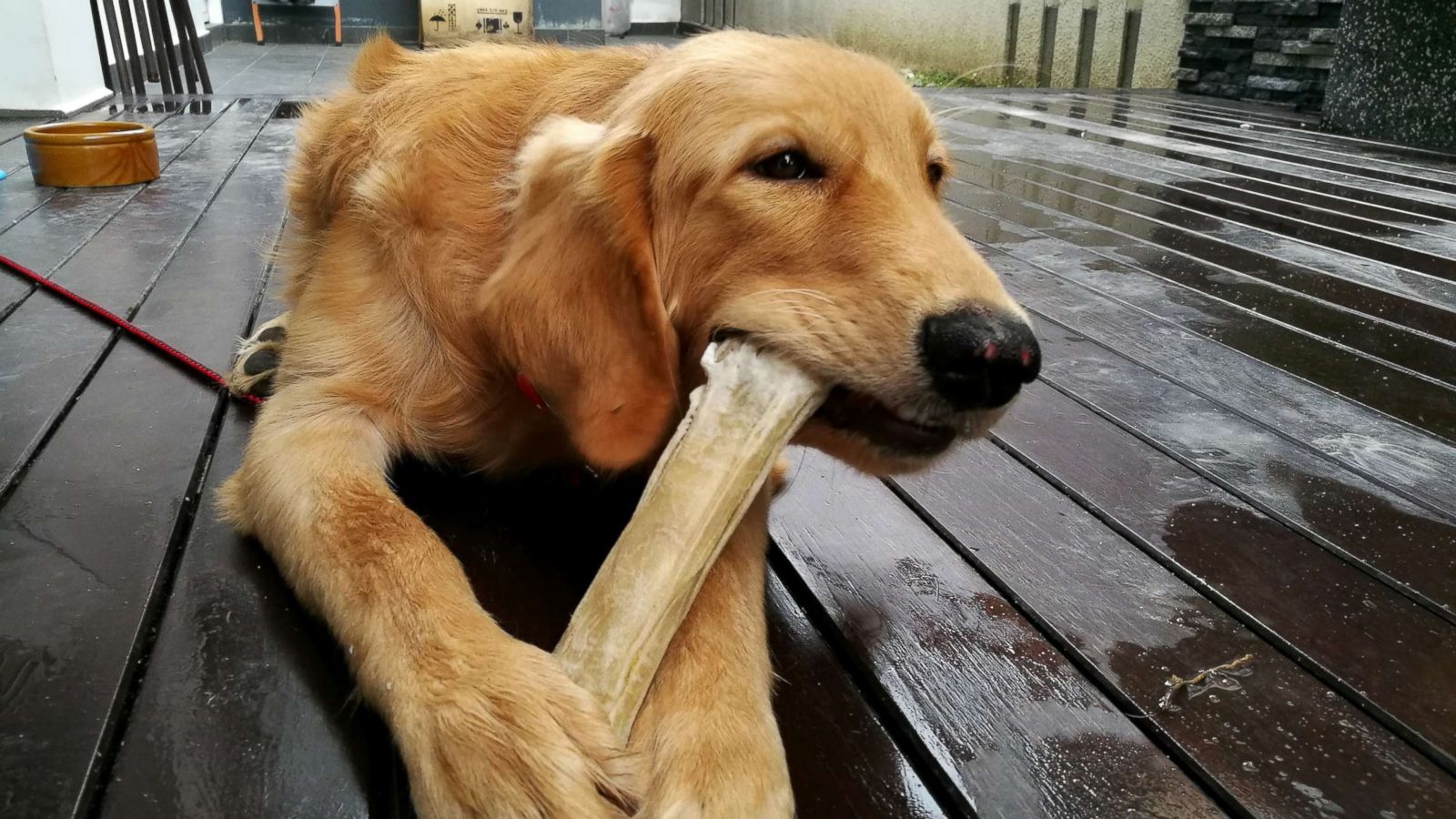 how-to-smoke-bones-for-your-dog