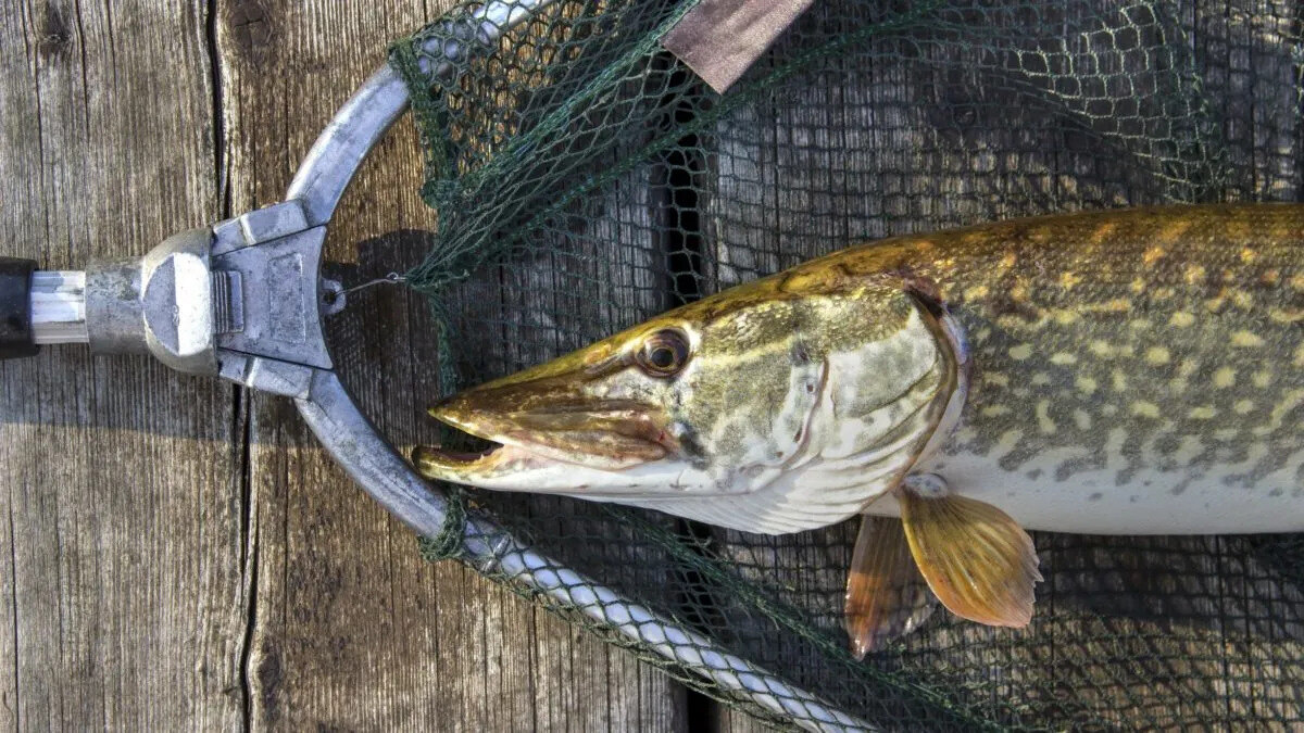 how-to-smoke-northern-pike-fillets