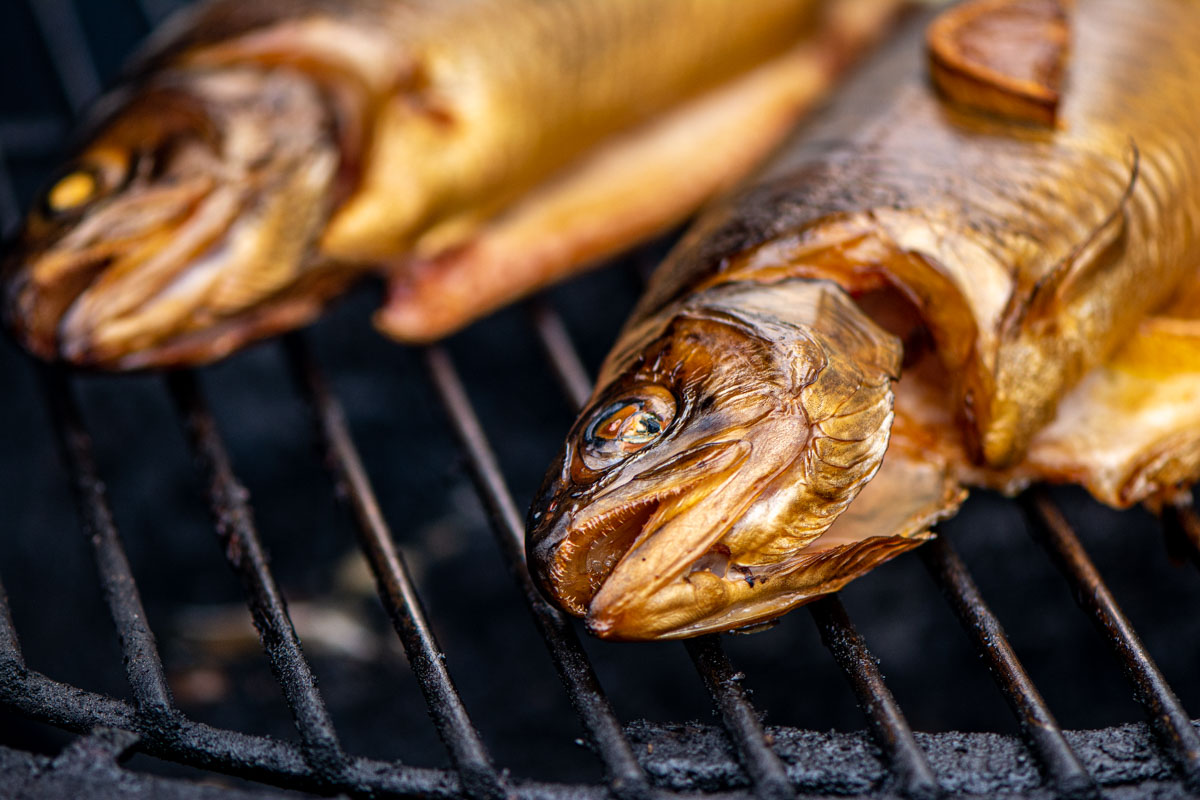 how-to-smoke-trout-on-a-pit-boss-pellet-grill