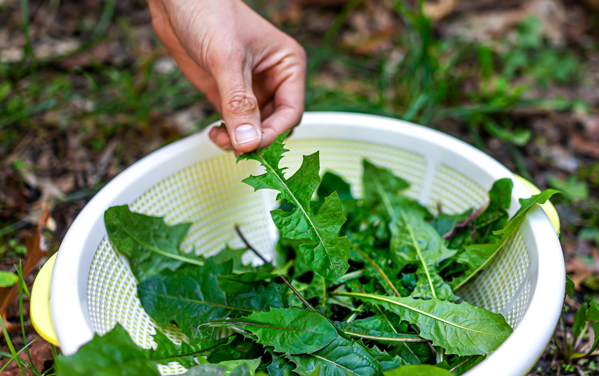 learn-how-to-eat-plants-in-the-wild