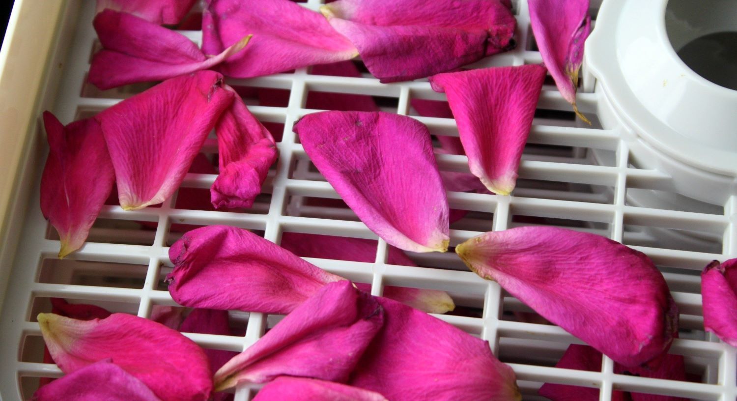 how-to-bake-flower-petals