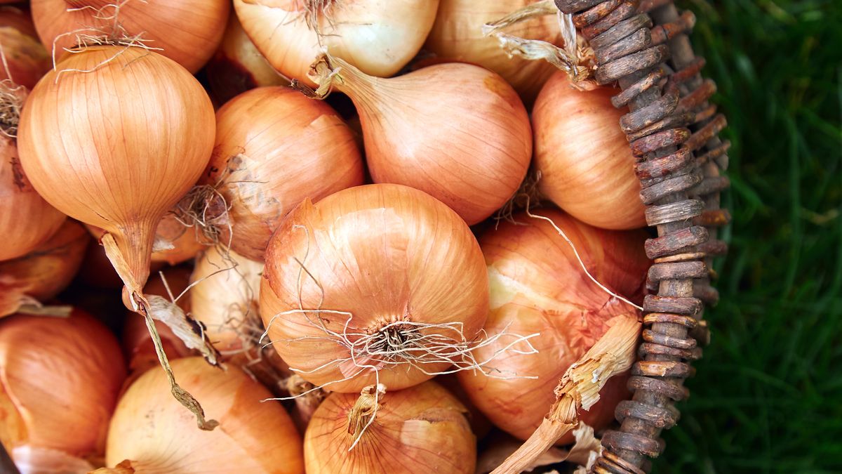 what-is-a-brown-onion