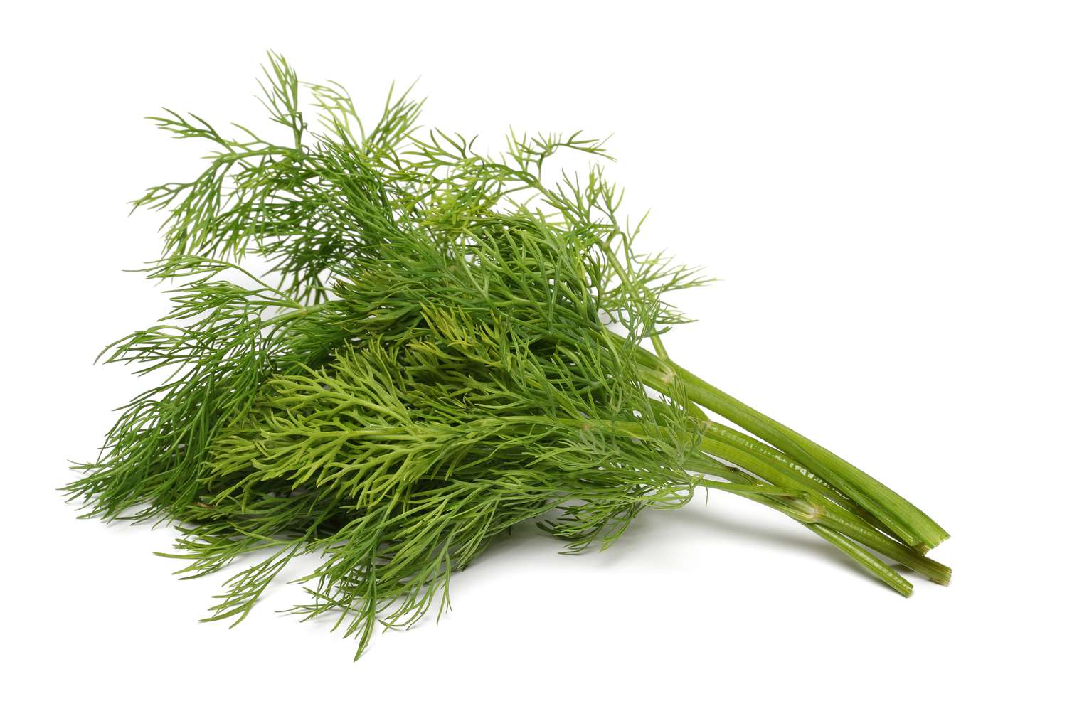 what-is-a-dill-sprig