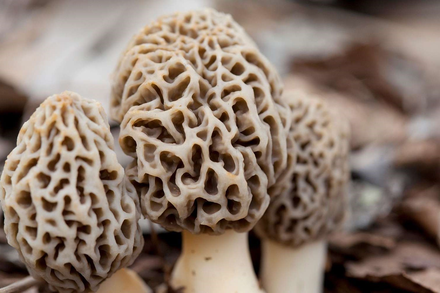what-is-a-morel-mushroom
