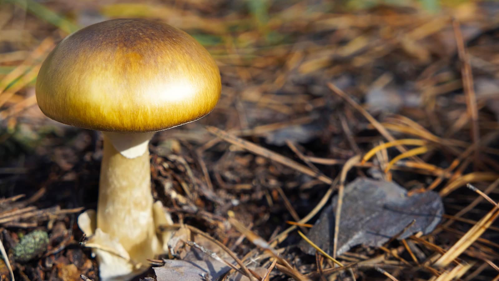 what-is-a-mushroom-cap