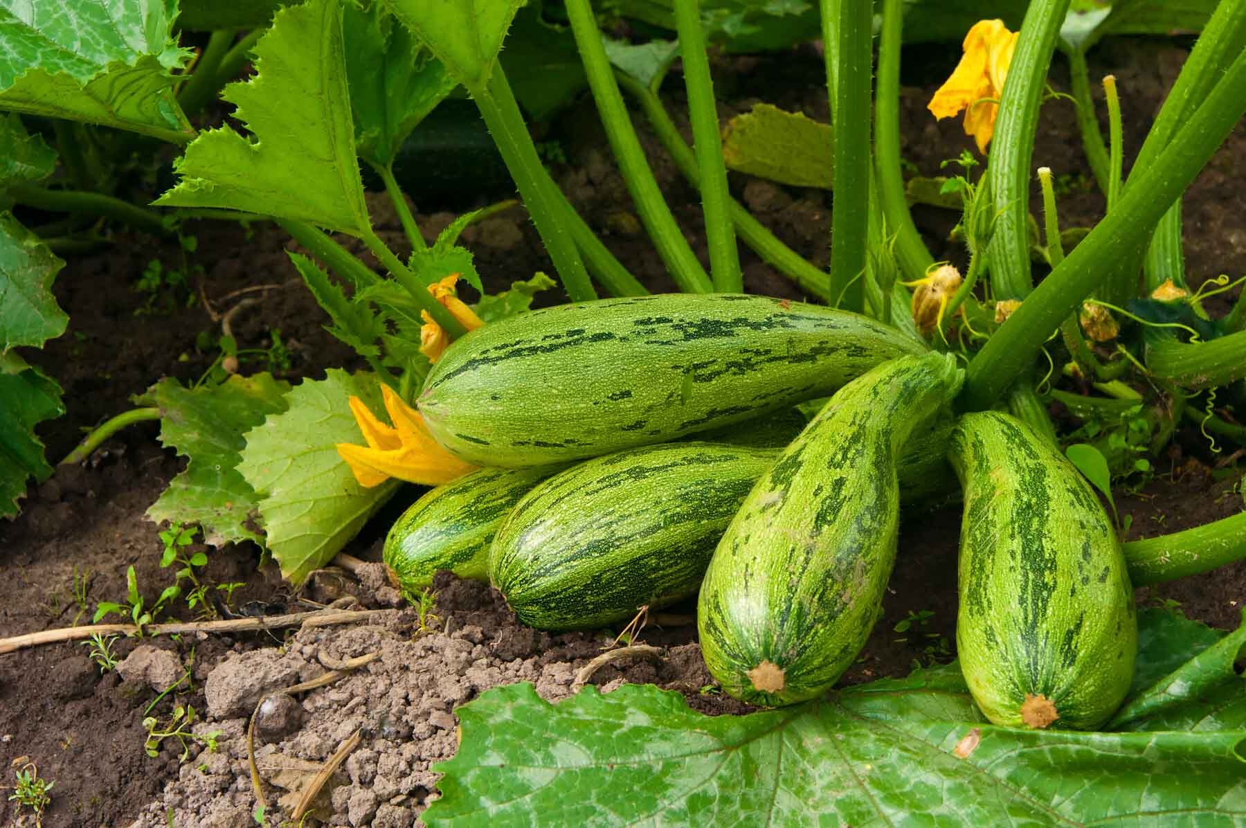 what-is-a-squash-plant