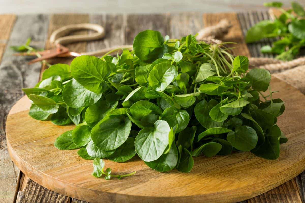 what-is-a-substitute-for-watercress