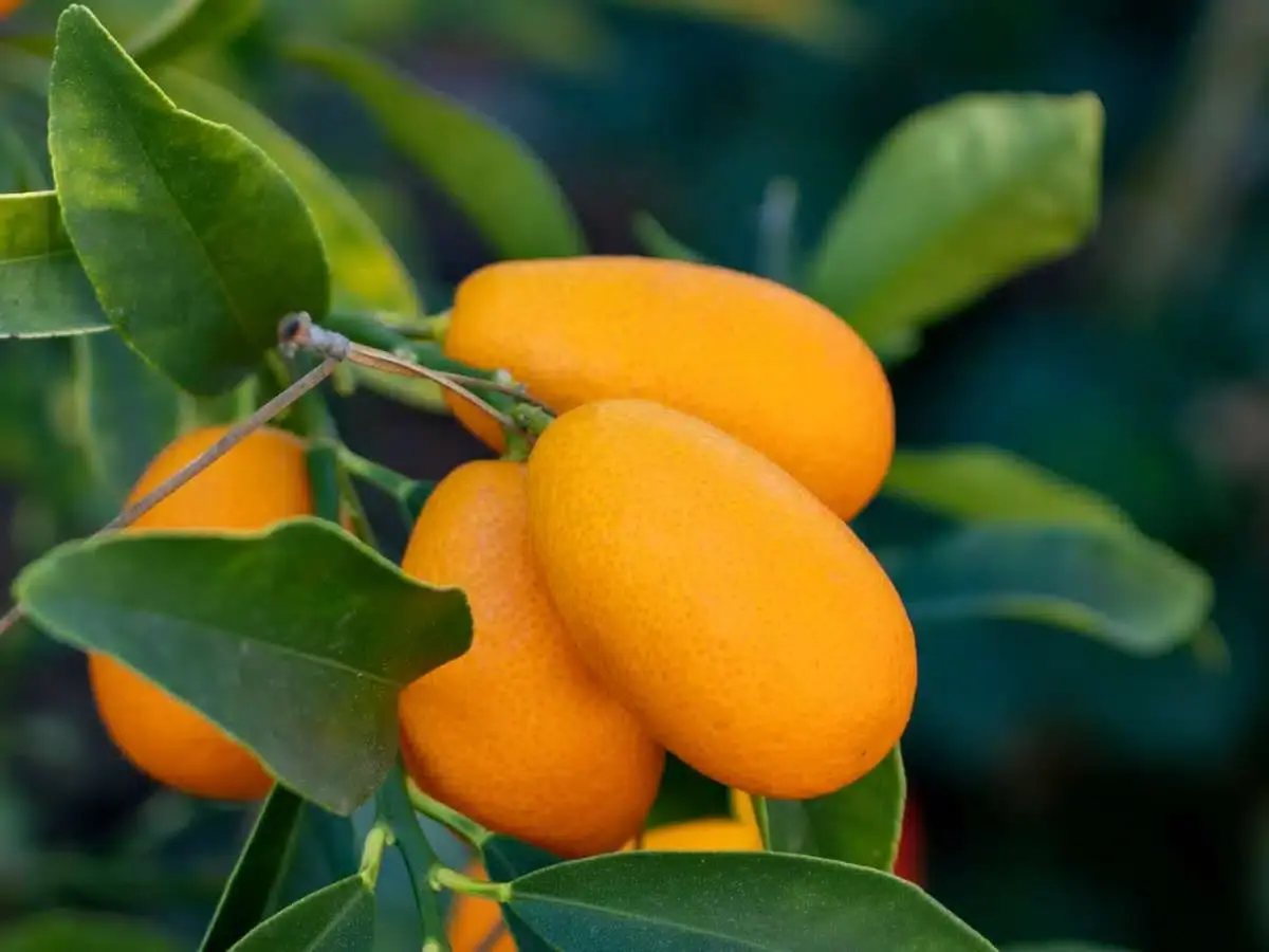 what-is-a-sweet-kumquat
