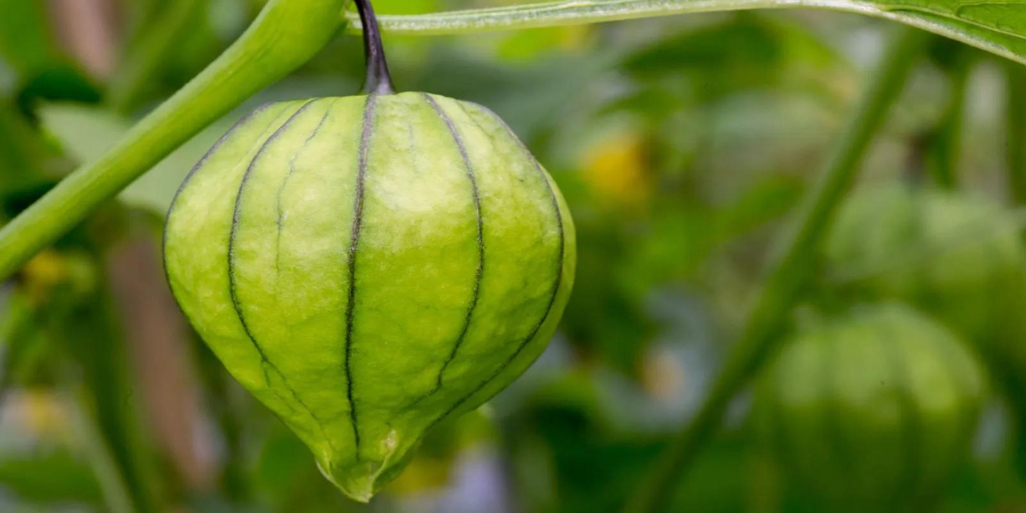 what-is-a-tomatillo