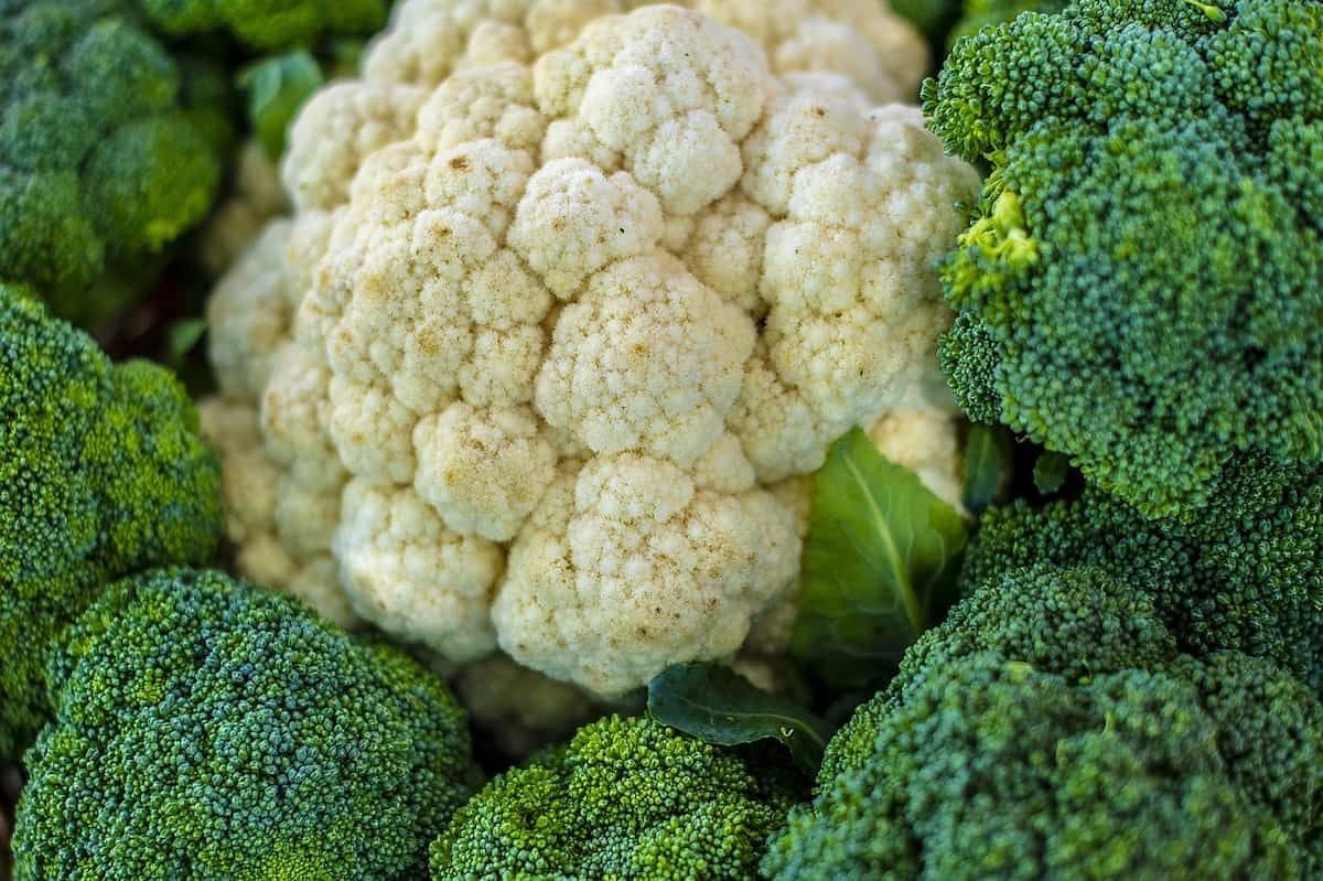 what-is-a-vegetable-similar-to-broccoli