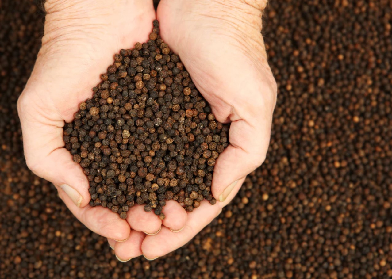 what-is-black-peppercorn