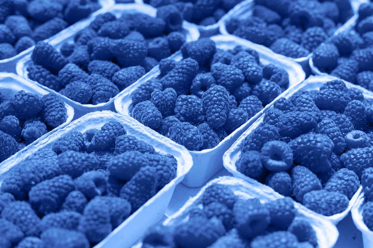 what-is-blue-raspberry
