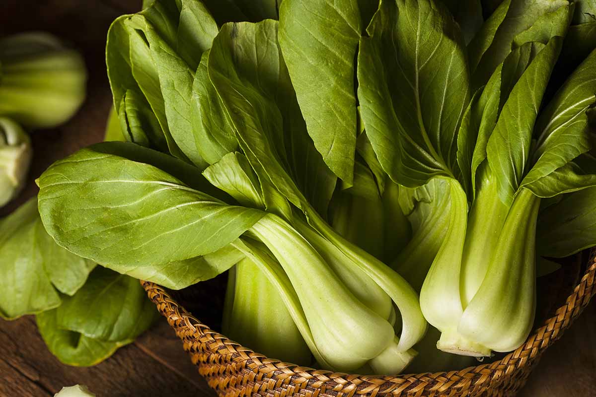 what-is-bok-choy-vs-baby-bok-choy