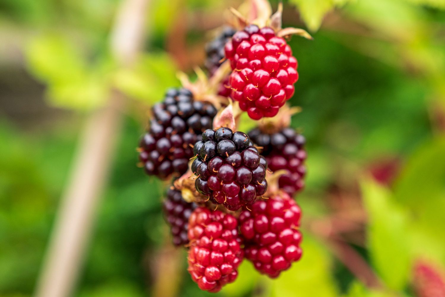 what-is-boysenberry