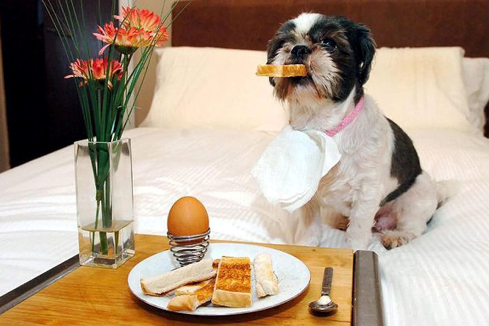 what-is-breakfast-for-dogs