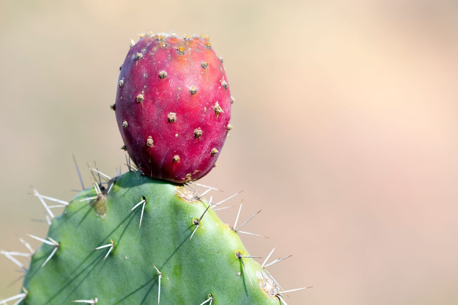 what-is-cactus-fruit