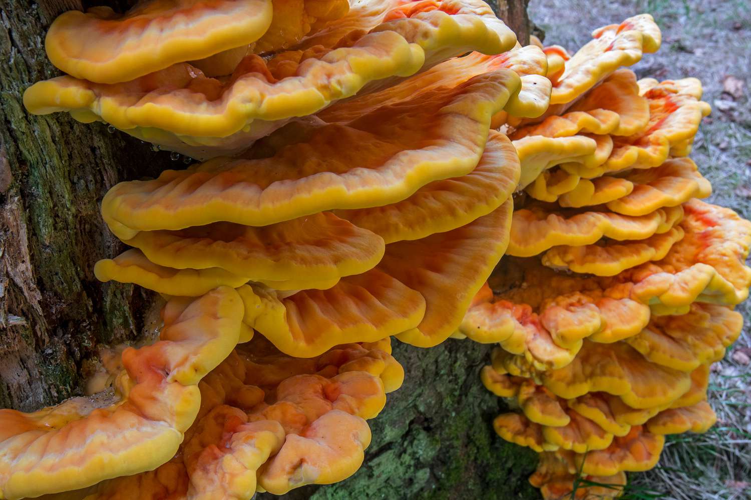 what-is-chicken-of-the-woods-mushroom