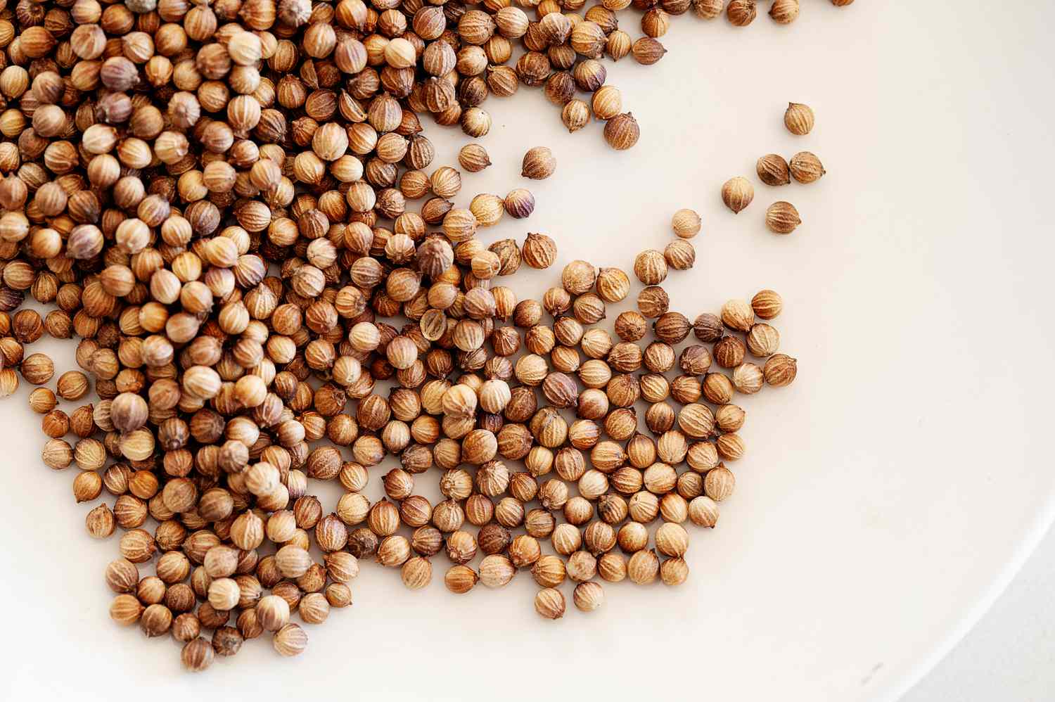 what-is-coriander-used-for