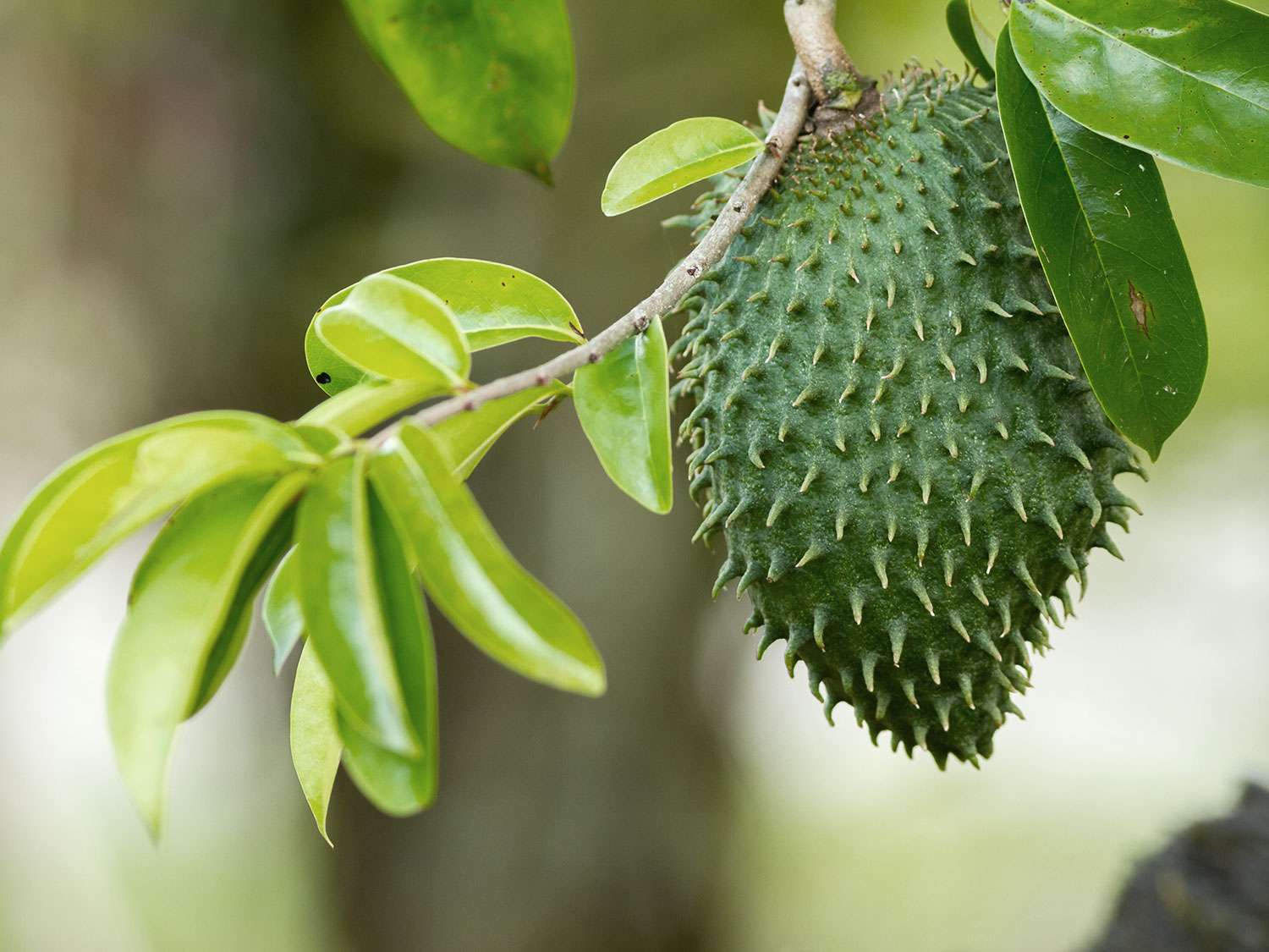 what-is-guanabana