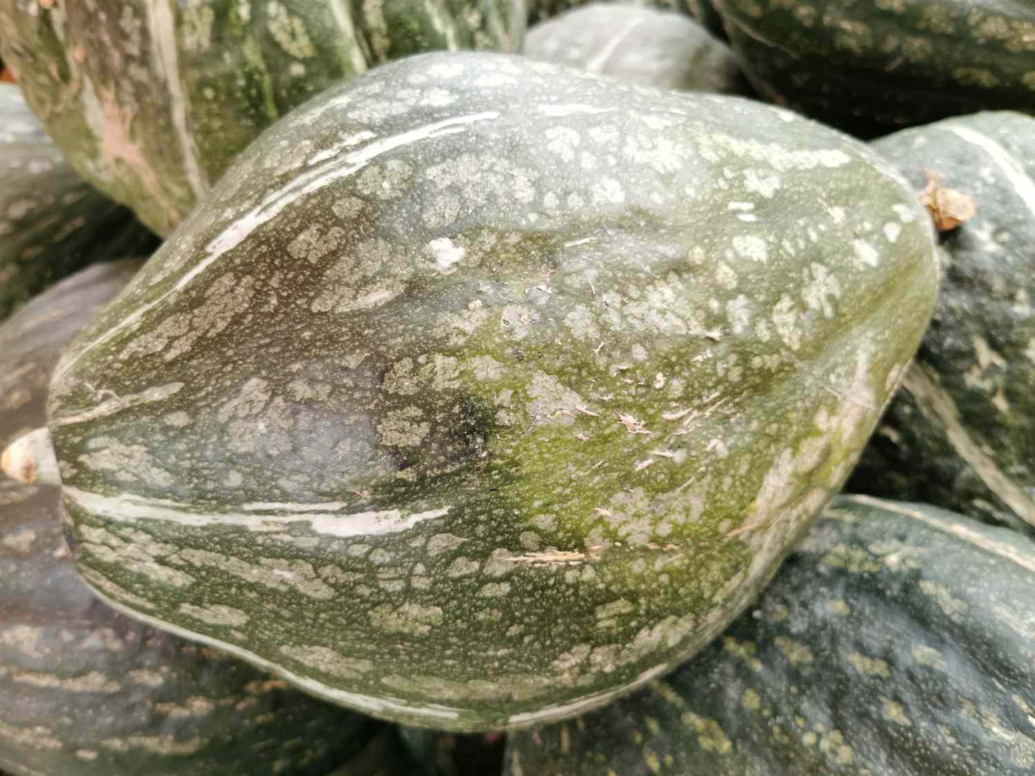 what-is-hubbard-squash