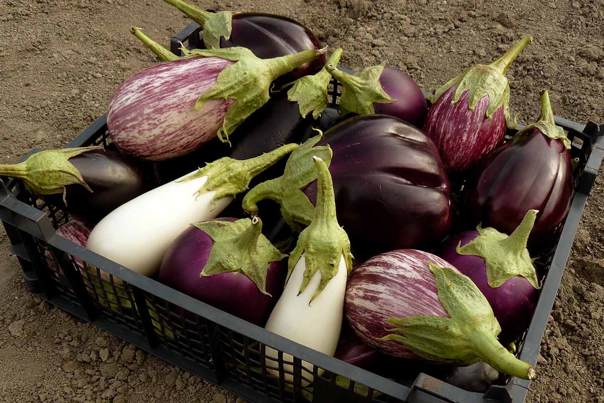 what-is-italian-eggplant