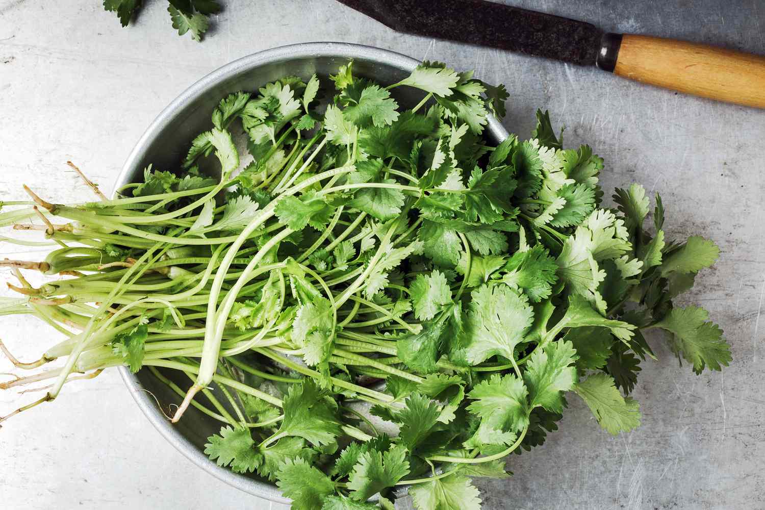 what-is-keeping-cilantro-fresh