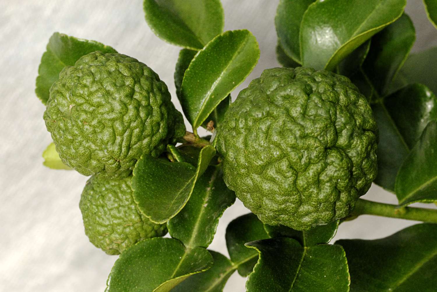 what-is-makrut-lime-leaf