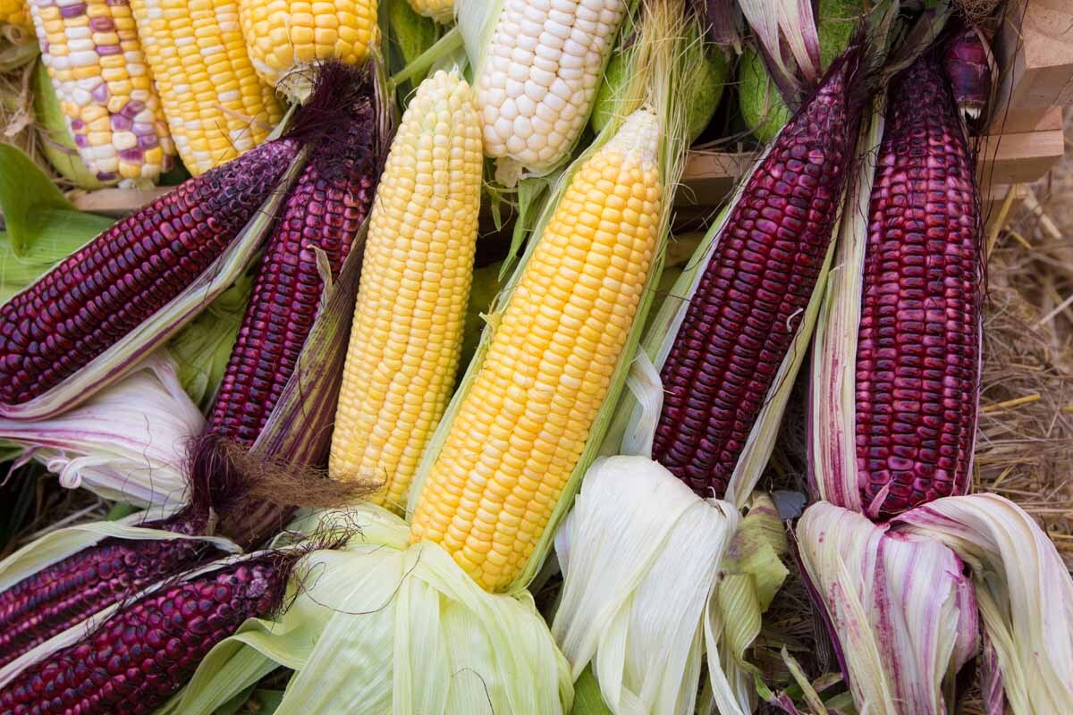 what-is-the-best-tasting-corn