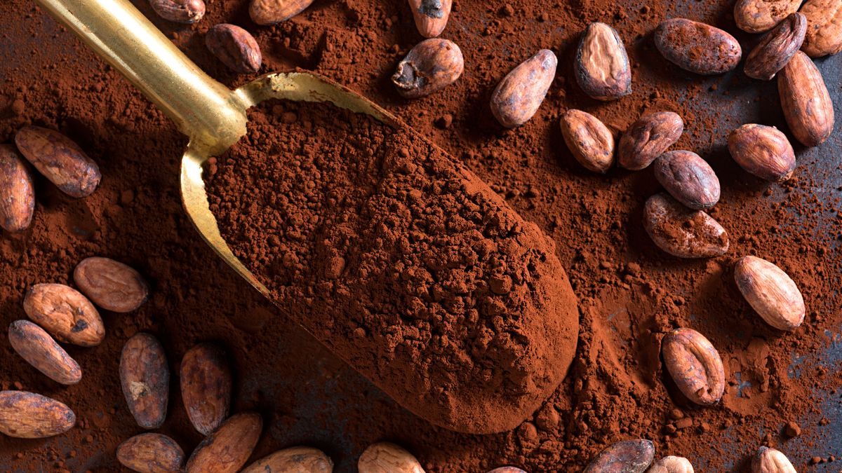 what-is-the-difference-between-cocoa-and-cacao