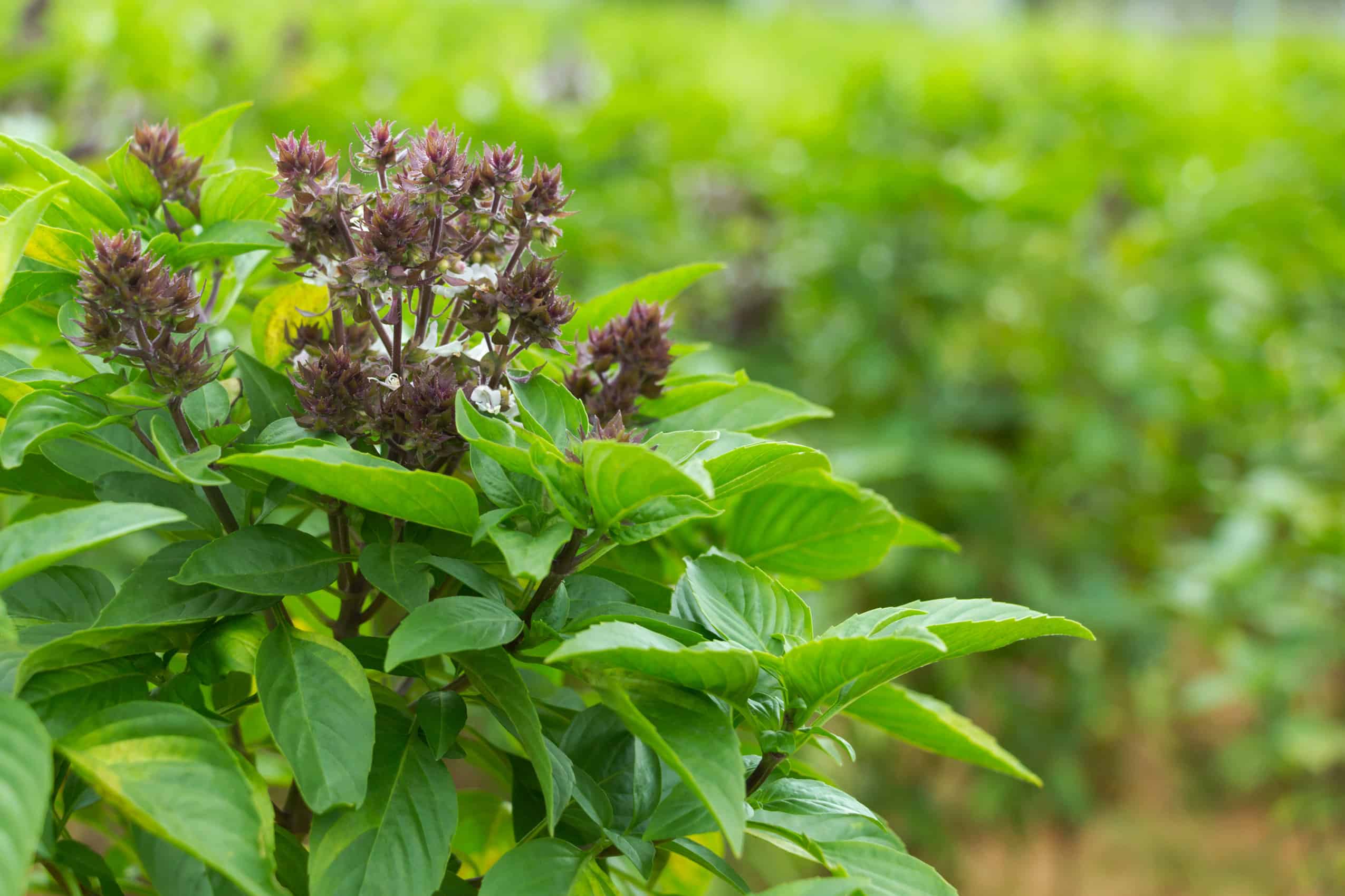 what-is-the-difference-between-holy-basil-vs-basil