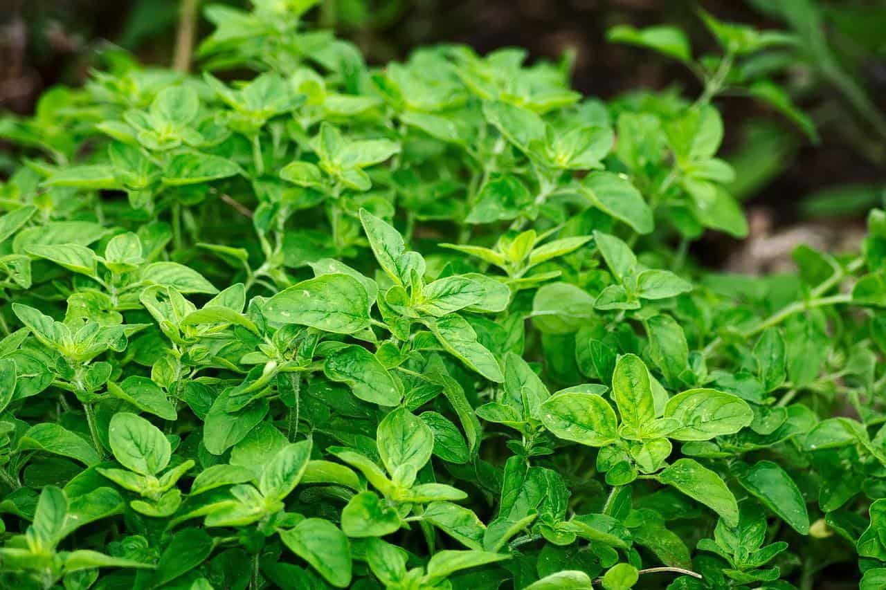 what-is-the-difference-between-mexican-oregano-vs-oregano
