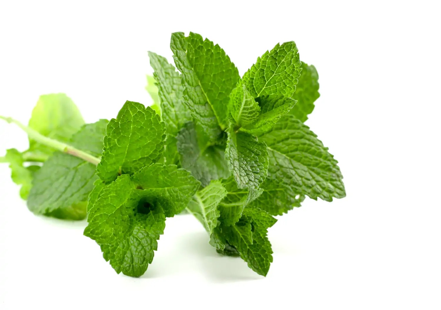 what-is-the-difference-between-peppermint-vs-spearmint