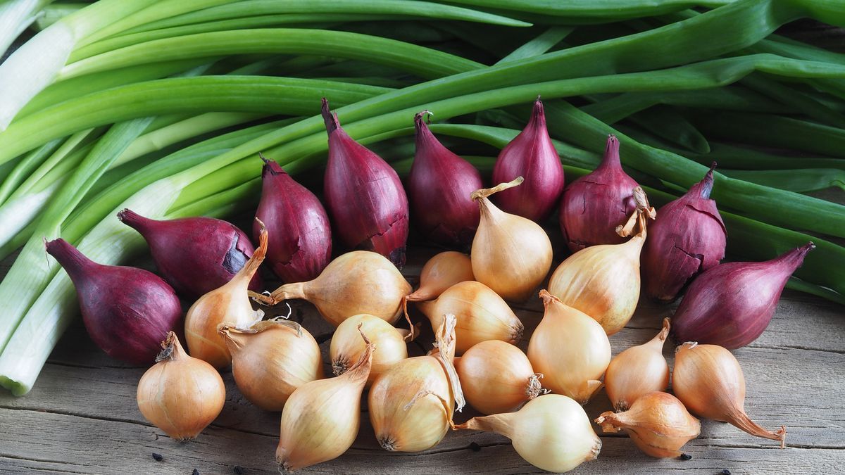 what-is-the-difference-between-shallots-and-green-onions