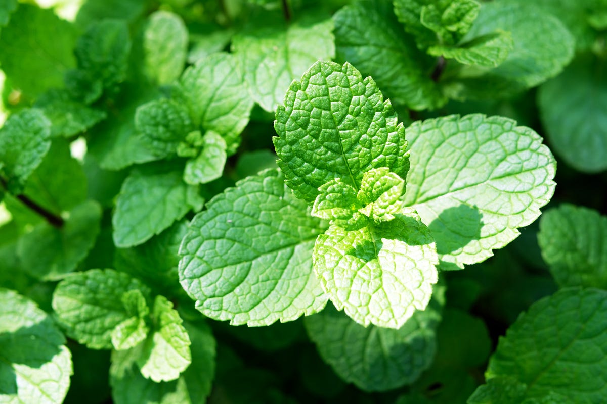 what-is-the-difference-mint-vs-peppermint