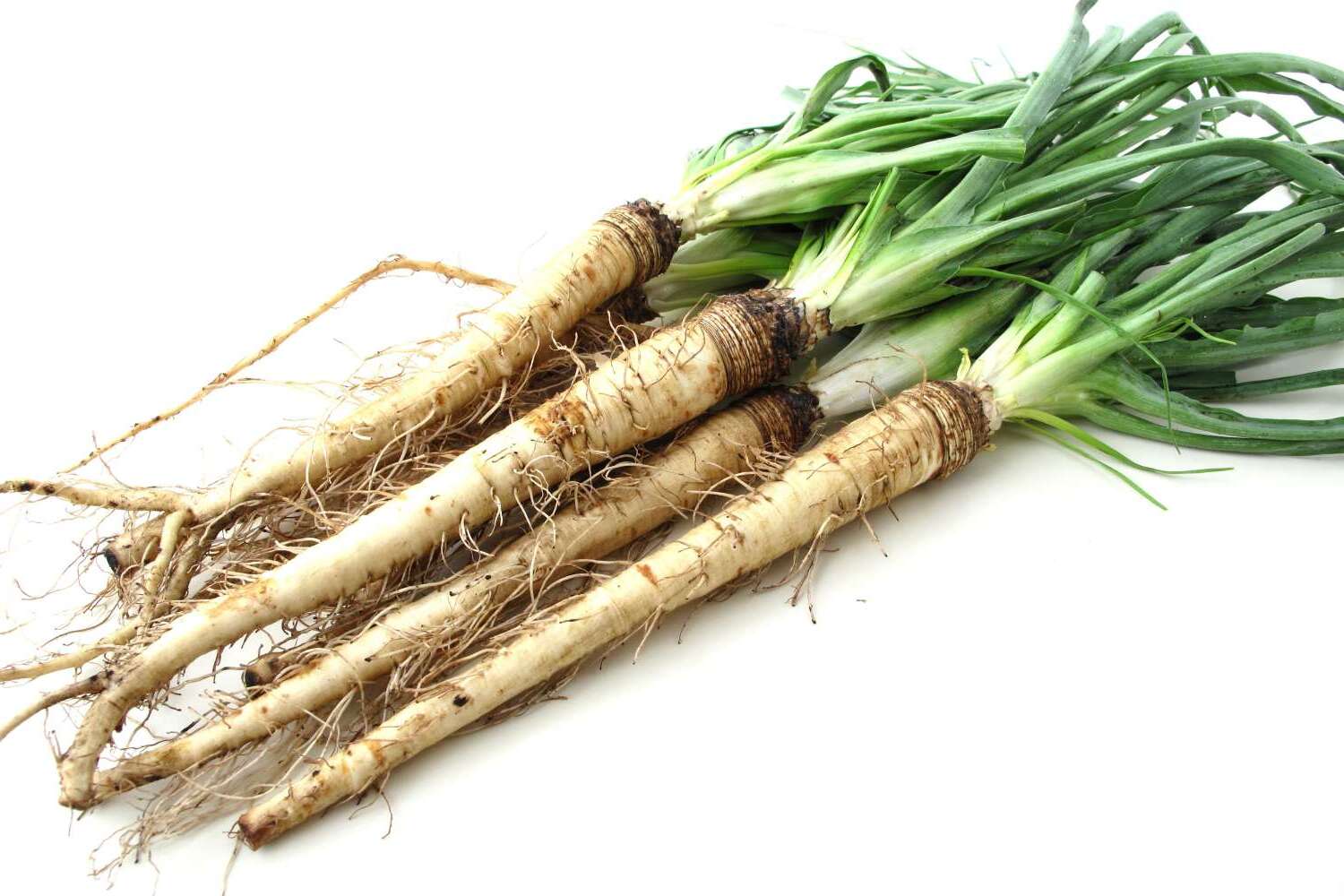 what-is-the-salsify-plant